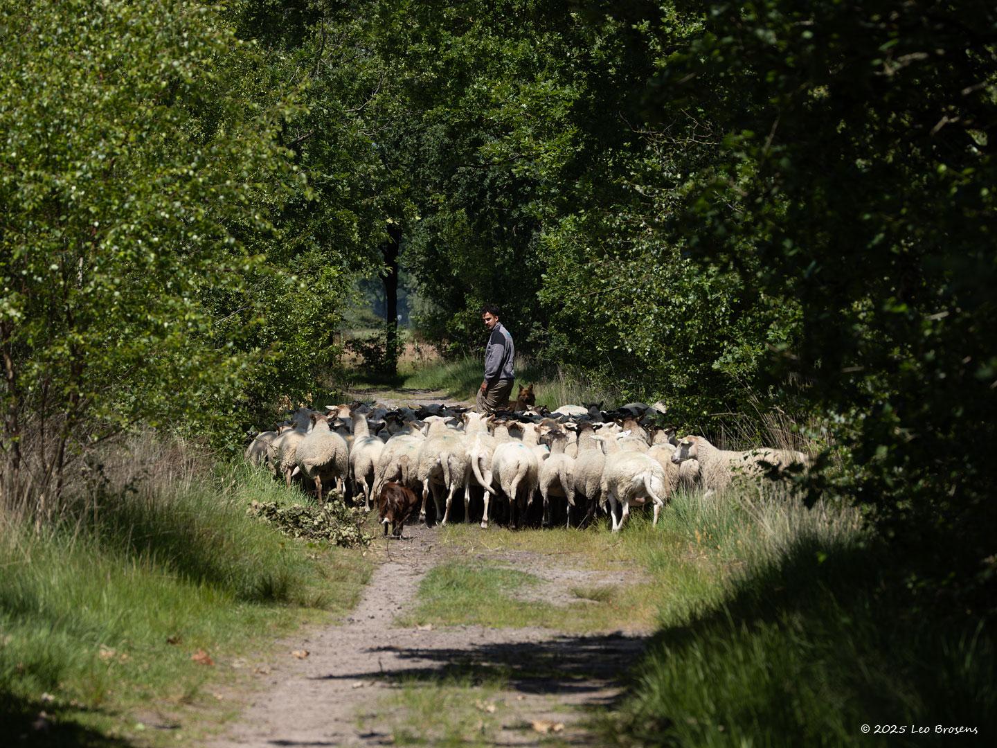 nSchaapskudde-20250611g14401A1A0593bcrfb-Oude-Buisse-Heide.jpg