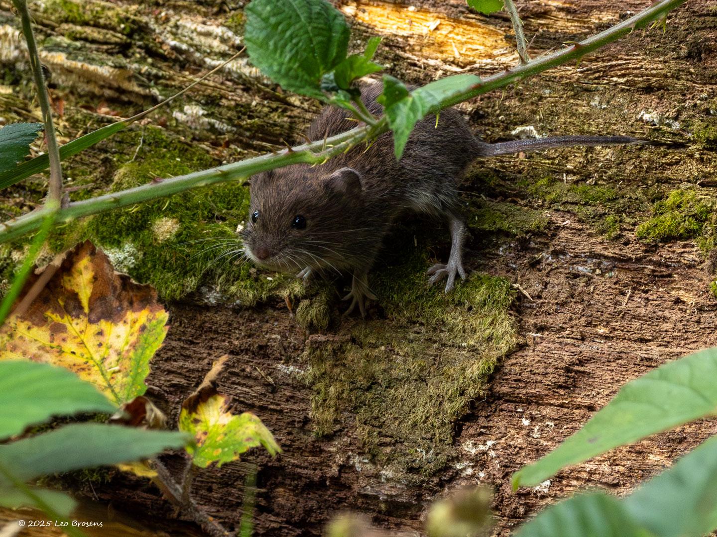 Rosse Woelmuis-20250714g14401A1A1525avcrfb-Pannenhoef_0.jpg
