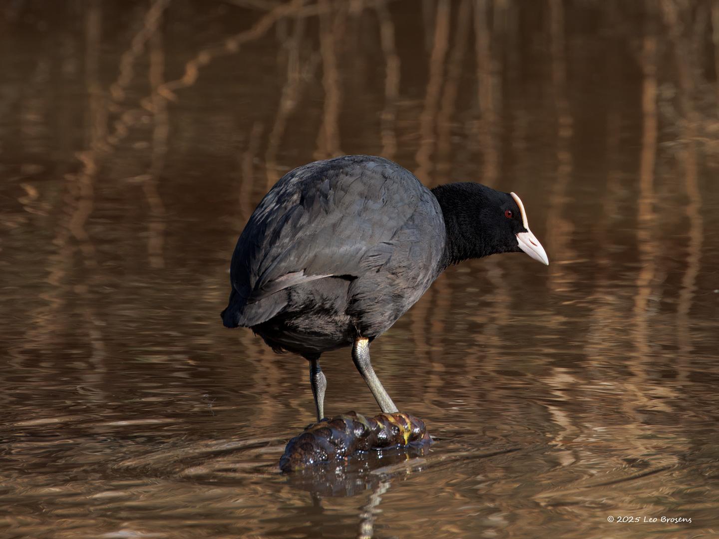 nMeerkoet-20250317g14401A1A3642atcrfb-Zaartpark-Aa-of-Weerijs.jpg