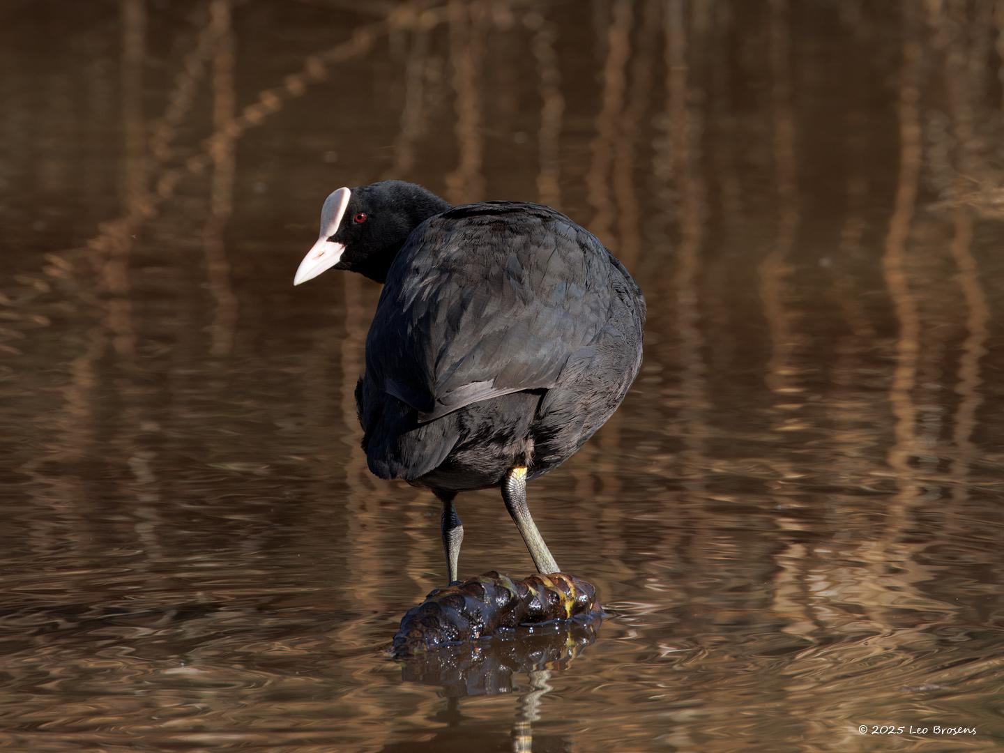nMeerkoet-20250317g14401A1A3685atcrfb-Zaartpark-Aa-of-Weerijs.jpg