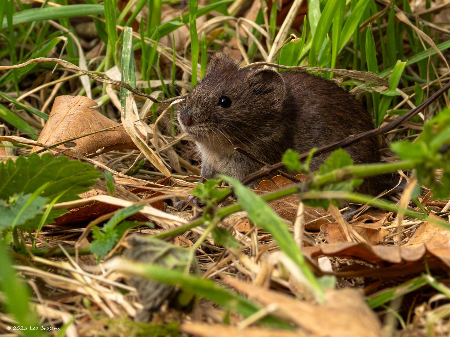nRosse Woelmuis-20250714g14401A1A1464avcrfb-Pannenhoef.jpg
