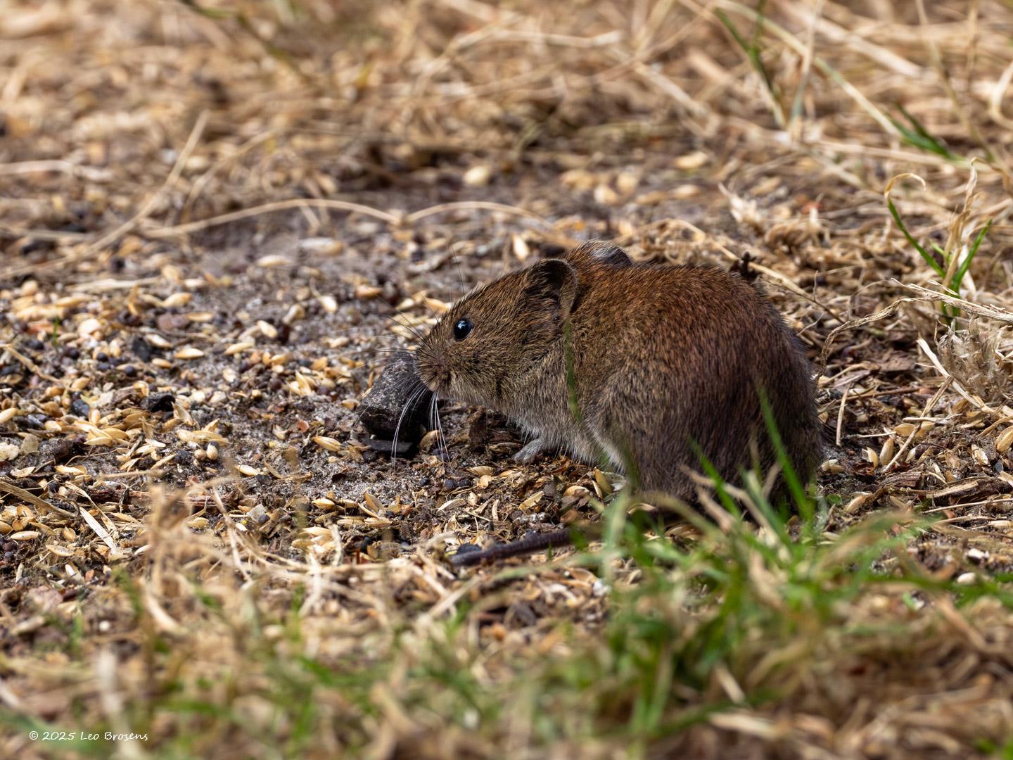 nRosse-Woelmuis-20250714g14401A1A1541avcrfb-Pannenhoef.jpg