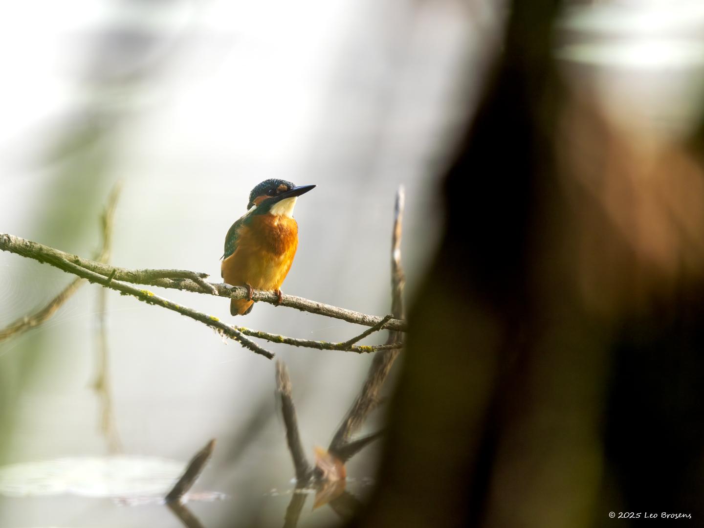IJsvogel-20250815g14401A1A2328ocrfb-Krochten.jpg