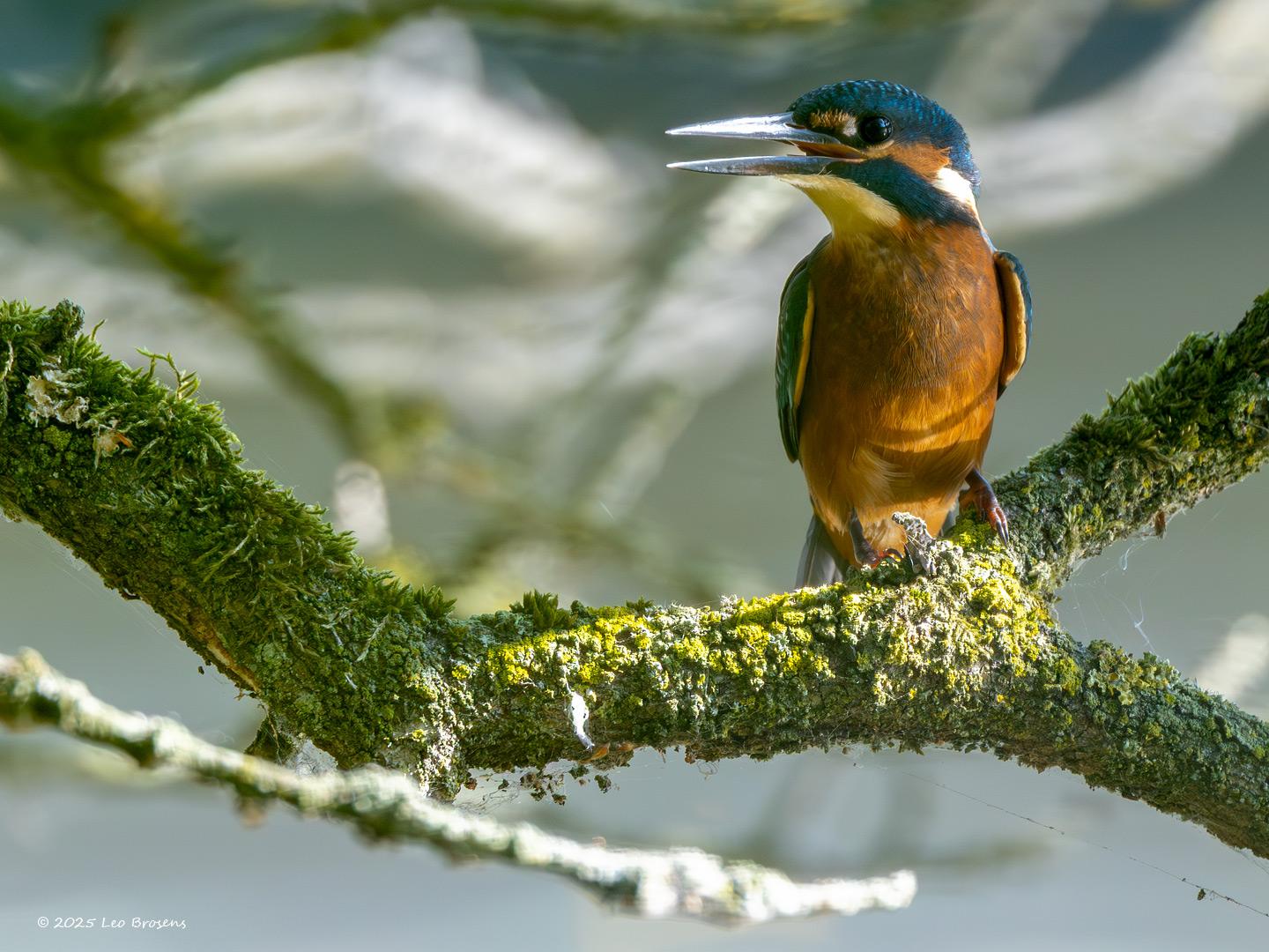 IJsvogel-20250815g14401A1A2351nddcrfb-Krochten.jpg