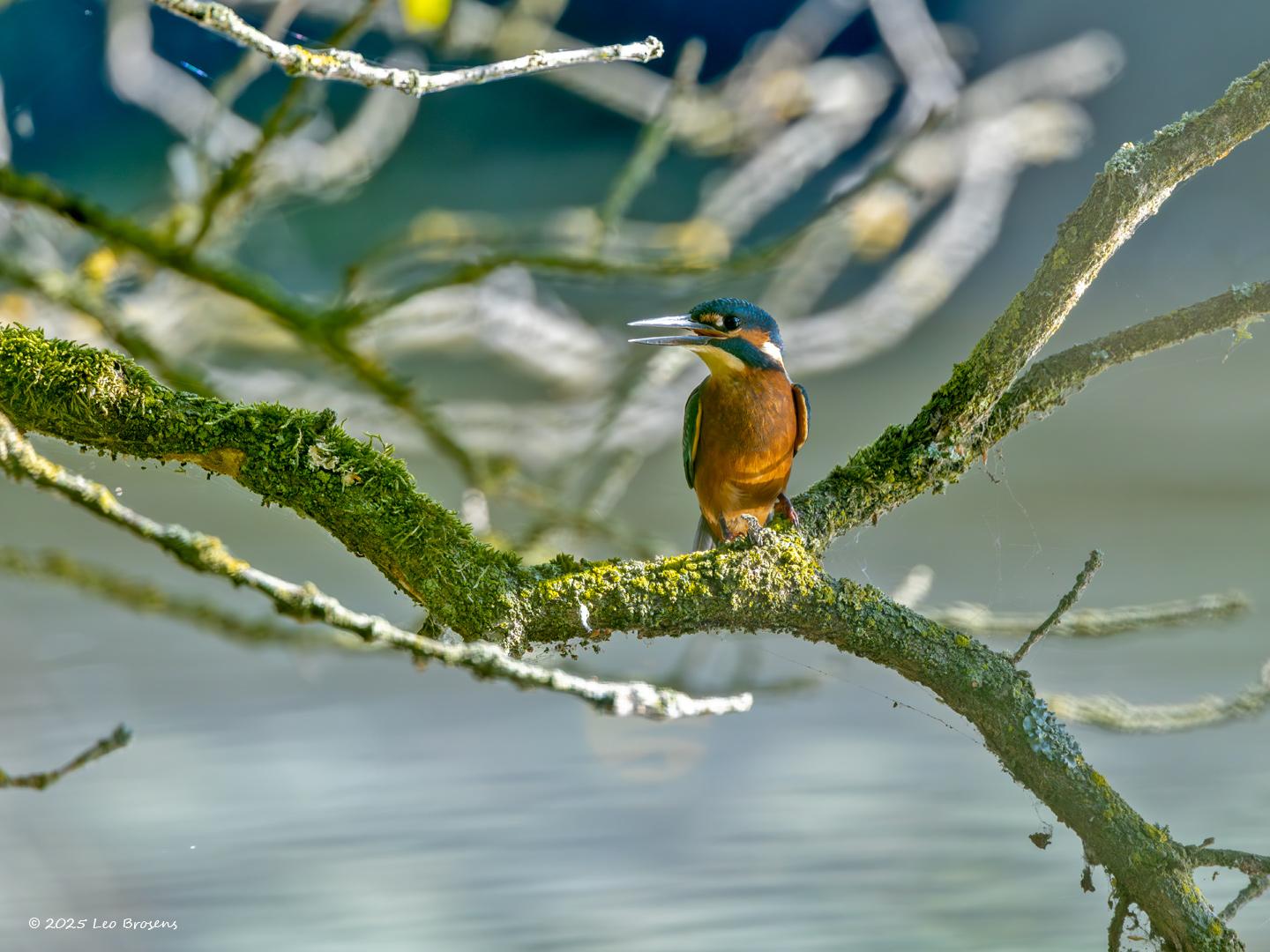 IJsvogel-20250815g14401A1A2351ngcrfb-Krochten.jpg
