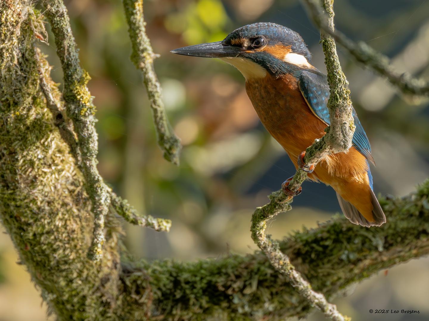 IJsvogel-20250815g14401A1A2401novcrfb-De-Krochten.jpg