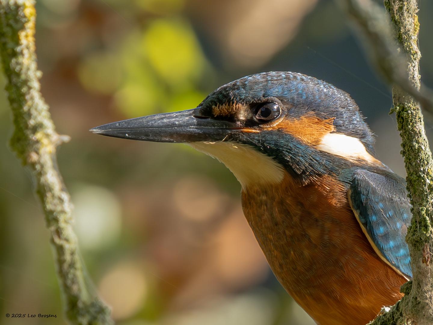IJsvogel-20250815g14401A1A2401nvcrfb-De-Krochten_0.jpg