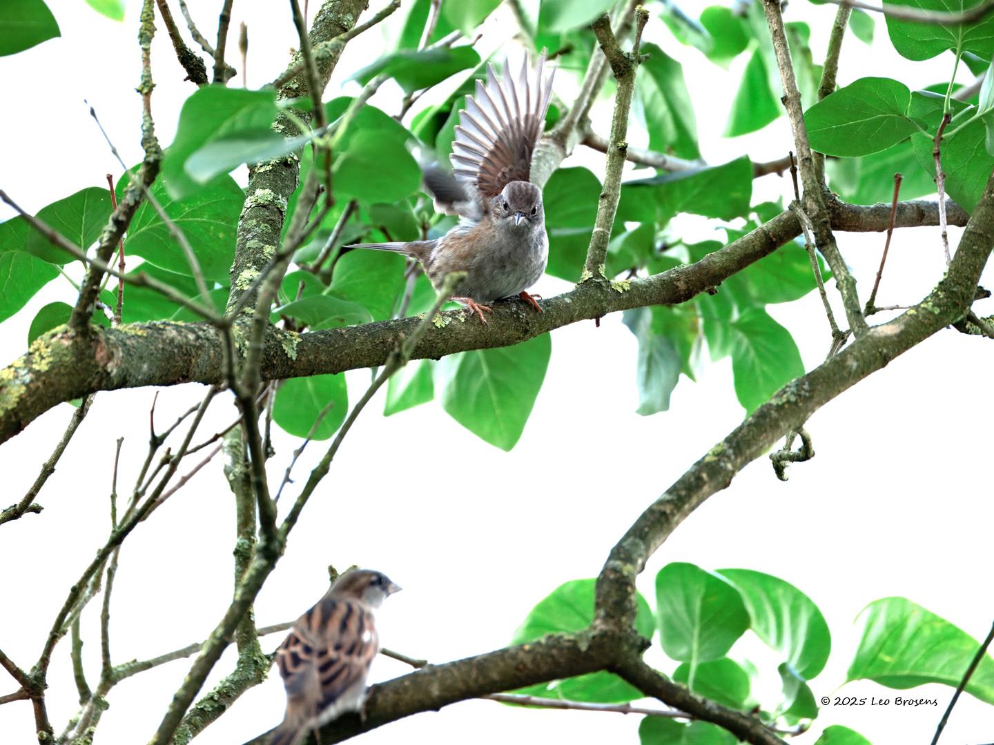 Heggenmus-20250930g14401A1A3269atcrfb-Tuin_0.jpg