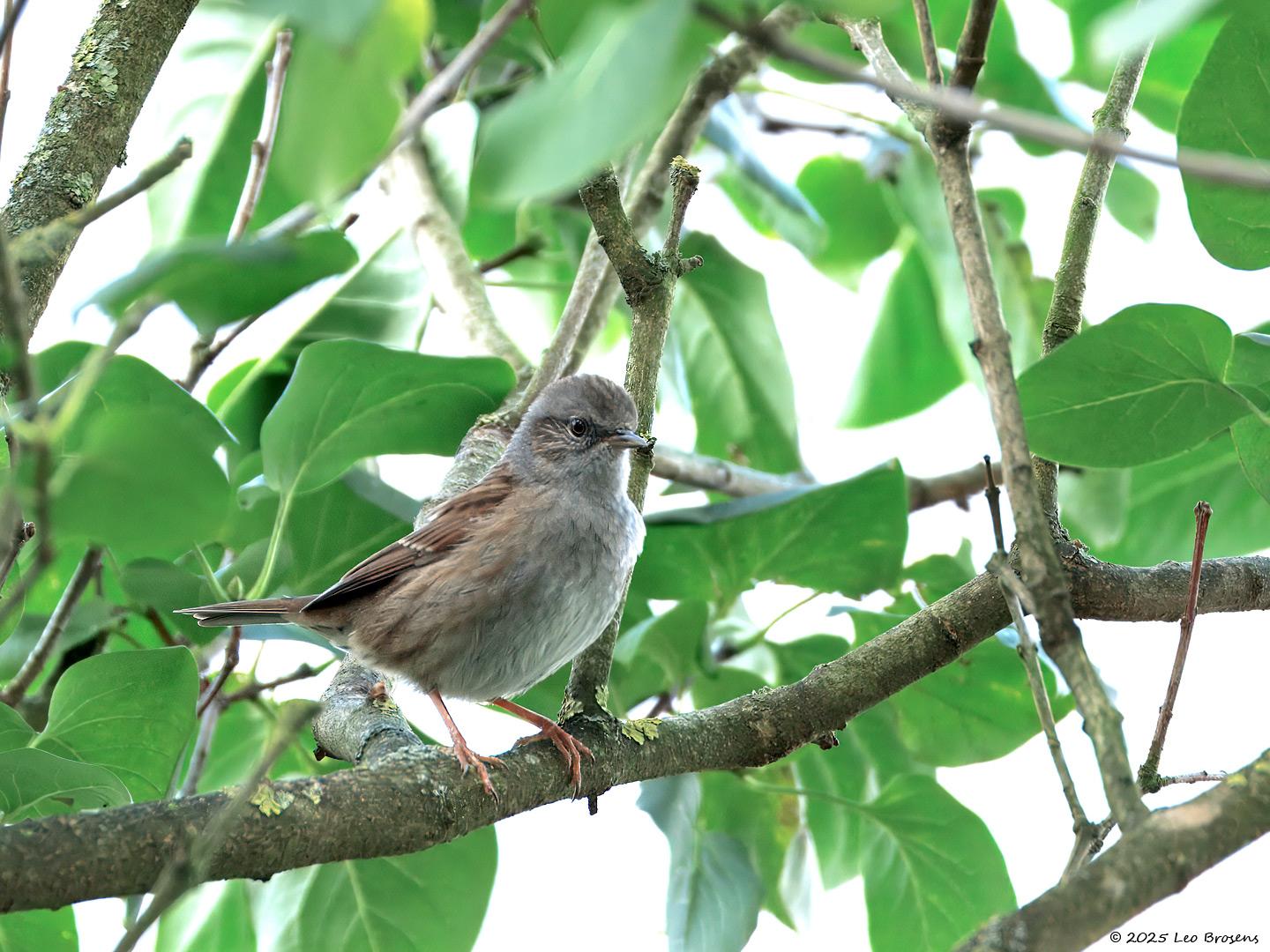 Heggenmus-20250930g14401A1A3277atcrfb-Tuin_0.jpg