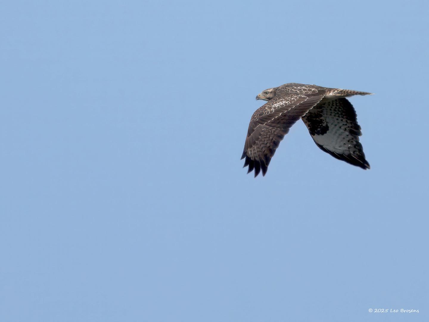 nBuizerd-20250806g1440acrfb-De-Condors.jpg