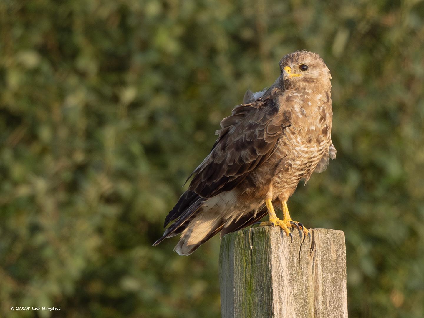 nBuizerd-20250814g14401A1A2266acrfb-Maatjes.jpg