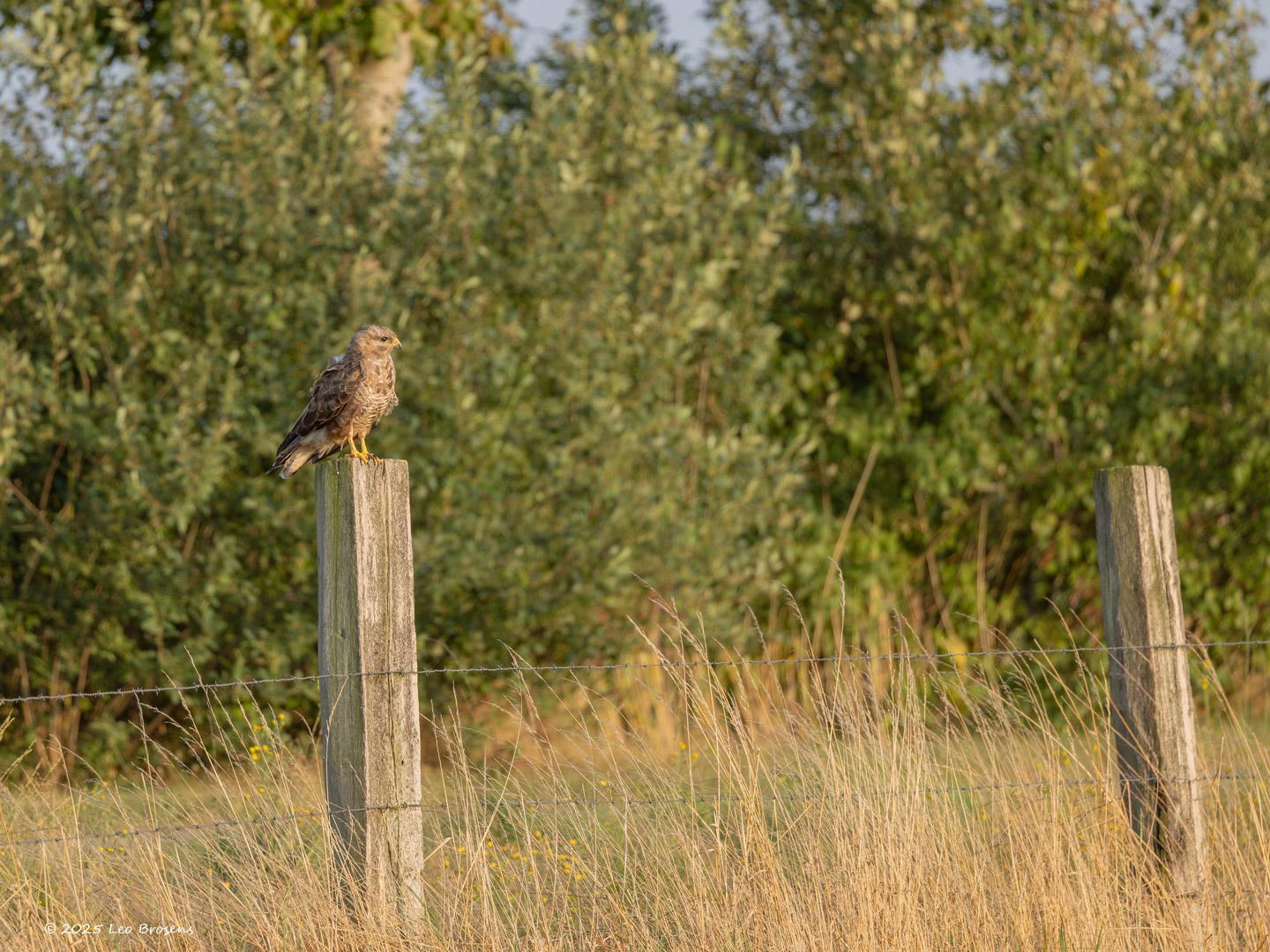 nBuizerd-20250814g14401A1A2266bcrfb-Maatjes.jpg