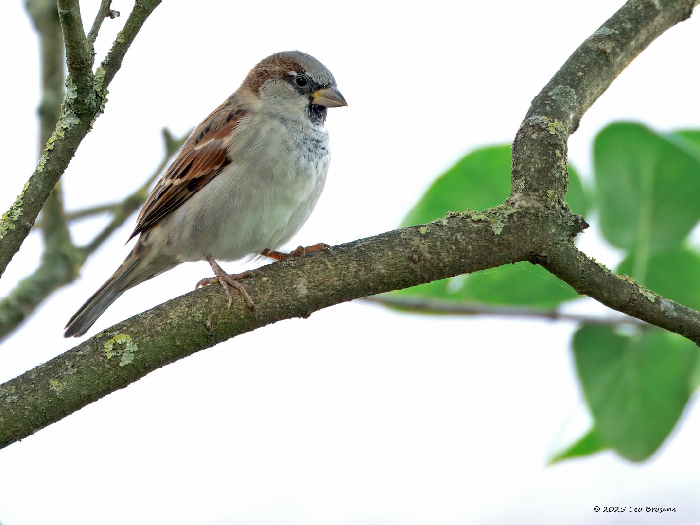 nHuismus-20250930g14401A1A3284atcrfb-Tuin.jpg