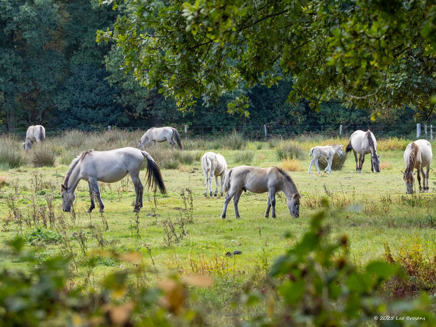 nKonikpaarden-20250905g14401A1A2769avcrfb-Pannenhoef.jpg
