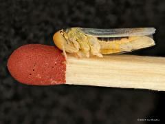 20190109 Groene cicade ? Heb het dode beestje ook eens op een gewone kleine lucifer gezet, zie je mooi hoe klein het insectje is. Op een na zijn ondertussen al de pootjes afgebroken. Wel is nog de zuigbuis, de mond, van deze plantensapdrinker te zien.
