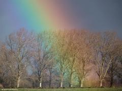 20190117 Hier zet een regenboog voet aan de grond en schildert een aantal bomen bont