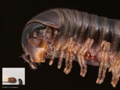 20190116 Grote knotspoot Het aantal poten is vaak een belangrijk kenmerk voor het soort diertje dat je voor je hebt. Zo hebben insecten in de regel zes poten. Dit beestje heeft er echter veel meer dan zes. Het blijkt dan ook een Myriapoda (duizendpoot) te zijn en geen Hexapoda (zespoot). We moeten het diertje daarom ook geen insect noemen. Het diertje is minder ontwikkeld, minder ver geëvolueerd dan een insect. Denk daarbij aan de bouw van het ademhalingssysteem, het zenuwsysteem, de zintuigen. Het is dus e