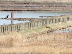 20190306 Vos Ik zie ze niet zo vaak maar hier bij de Zeedijk te Scherpenisse liet gewoon overdag deze vos zich zien in het vogelrijke natuurgebiedje daar, zij het op grote afstand. De reigers en eenden lieten hem best dichtbij komen eer ze opvlogen. De vos kwam wat dichterbij maar verdween voor mij spoorloos in een berm in het afgezette gebied. Toch mooi om dit prachtige dier eens te zien.