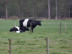 20190416 Lakenvelder Fijn dat er nog mensen zijn die oude koeienrassen een warm hart toedragen. Deze foto maakte ik in het Zunderts buitengebied. Er zijn in Nederland nog ca. 3300 lakenvelder runderen. Lakenvelder runderen zijn er in twee kleuren "Rood wit" en "Zwart wit", het merendeel van de populatie heeft de kleur "Rood wit". De lakenvelder wordt vooral gewaardeerd om haar vriendelijke karakter en haar probleemloosheid. Met name zorgboerderijen, kinderboerderijen en hobbyboeren werken graag met lakenvel