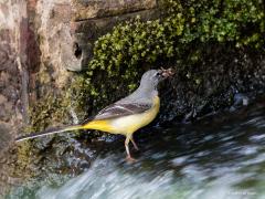 20190605 Grote gele kwikstaart Snel stromend water is een belangrijk biotoopkenmerk voor deze mooie soort. Ze nestelen daarbij ook graag onder bruggen of bij watermolens. Bang zijn ze niet van het water, hier loopt het mannetje zelfs enkele passen door het water richting het nest. Mooi is hier de witte vlek onder de vleugels te zien.