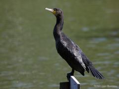 Noord Brabant / Etten-Leur / 20100904