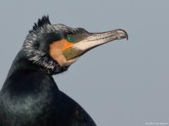 Zeeland/ Tholen / Bergse sluis / 20150312