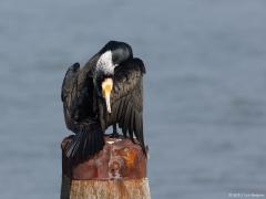 Zeeland/ Tholen / Bergse sluis / 20150312
