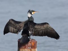 Zeeland/ Tholen / Bergse sluis / 20150312