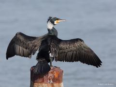 20170828 Aalscholver Een markante vogel deze aalscholver. Je kunt ze tegenwoordig ook bij ons tegen komen. Bijvoorbeeld in De Matjes verblijven er vaak een stelletje. In ons land broeden ca. 20.000 paartjes. Vooral de kop oogt apart o.a. door het groene oog. Ze zijn onder water heel behendig en vliegen als het ware ook onder water. Ze worden veel minder snel moe als een vis en daarom is een vis vangen een koud kunstje voor hen. Ze krijgen wel natte veren want ze missen daarop een oliebescherming. Na het vis