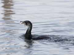 Zuid Holland / Den Bommel / 20190129