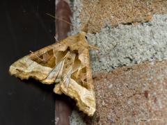 Tuin bij buitenlamp / 20140819