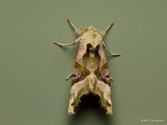 20170303 Agaatvlinder Gisteren liep deze rups tegen de muur bij onze achterdeur. Je kunt deze rups het hele jaar aan treffen en hij overwintert als rups of als pop. In milde winterdagen gaat de rups door met eten. De verpopping vindt gewoonlijk plaats in een cocon in de grond en soms in een voeg in een muur. Twee jaar terug vond ik in januari ook al een dergelijke rups daar op de muur. Die rups heb ik toen in een potje laten verpoppen, na zeven weken kroop de vlinder er uit, blijft een klein wonder.