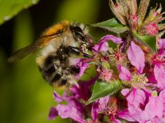 Zundert Boontuinen / 20120808