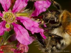 Zundert Boontuinen / 20120808