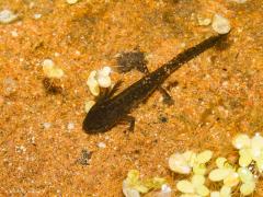 20170929 Alpenwatersalamander Eergisteren zagen we iets kruipen bij het afvoerputje onder de buitenkraan in de tuin. Het bleek een alpenwatersalamander te zijn, een best klein exemplaar. Het beestje wilde door de afvoersifon richting riool kruipen, dat leek me niet het beste idee en ik heb hem terug gezet in ons kleine vijvertje wat dienst doet als vogelbadderplekje. Dat vijvertje is nog geen 1 bij 1 meter groot en slechts ca. 40 cm diep, toch hebben we daarin al meerdere jaren deze salamander aangetroffen.