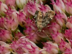 Sprundel De Wildert / 20120909
