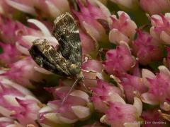 Sprundel De Wildert / 20120909