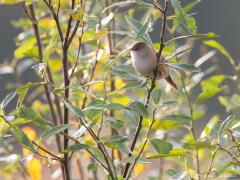 20170819 Baardman  Nog enkele foto's van ons leukste rietvogeltje. De lange staart van het mannetje zie het best in de vlucht en in zijaanzicht. Het vrouwtje heeft bijna geen kleur zoals te zien is op de foto die ik in De Matjes van haar maakte. Ze zitten vaak wat dieper in het riet waardoor je ze niet ziet. Gelukkig is hun geluidje gemakkelijk te leren herkennen. Je hebt zo al snel door of er goed gespeurd moet worden of niet. Ze zijn best levendig en vroeg of laat is er dan wel eentje even te vinden meer 