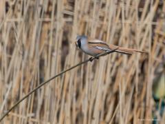 20170819 Baardman Nog enkele foto's van ons leukste rietvogeltje. De lange staart van het mannetje zie het best in de vlucht en in zijaanzicht. Het vrouwtje heeft bijna geen kleur zoals te zien is op de foto die ik in De Matjes van haar maakte. Ze zitten vaak wat dieper in het riet waardoor je ze niet ziet. Gelukkig is hun geluidje gemakkelijk te leren herkennen. Je hebt zo al snel door of er goed gespeurd moet worden of niet. Ze zijn best levendig en vroeg of laat is er dan wel eentje even te vinden meer b