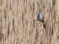 20170818 Baardman Niet alleen Hans Dorrestein heeft wensvogels, ook ik. Zo heb ik heel lang gehoopt om ook eens baardmannetjes voor de lens te krijgen. In Zeeland bij Colijnsplaat was het een keer zo ver, een klein groepje liet zich in het riet bewonderen. Het zijn echte rietvogeltjes. Het mannetje heeft echt een baardje, de punten daarvan hangen los aan de wangen. Bijzonder zijn ze ook omdat ze in de zomer leven van insecten en spinnen, maar in de winter van rietzaad. Ze verbouwen als het ware steeds daarv