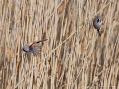 20170819 Baardman Nog enkele foto's van ons leukste rietvogeltje. De lange staart van het mannetje zie het best in de vlucht en in zijaanzicht. Het vrouwtje heeft bijna geen kleur zoals te zien is op de foto die ik in De Matjes van haar maakte. Ze zitten vaak wat dieper in het riet waardoor je ze niet ziet. Gelukkig is hun geluidje gemakkelijk te leren herkennen. Je hebt zo al snel door of er goed gespeurd moet worden of niet. Ze zijn best levendig en vroeg of laat is er dan wel eentje even te vinden meer b