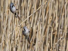 Zeeland / Colijnsplaat / 20160412