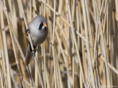 Zeeland / Colijnsplaat / 20160412