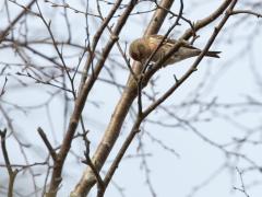 20150307 Barmsijs Zundert De Beemden