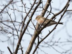 20150307 Barmsijs Zundert De Beemden