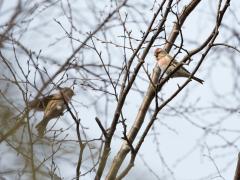 20150307 Barmsijs Zundert De Beemden