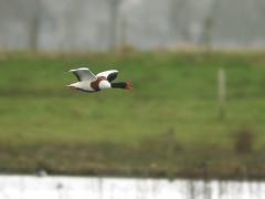 Noord Brabant / Bleeke heide / 20090315