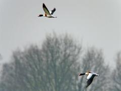 Noord Brabant / Bleeke heide / 20090403