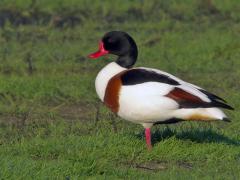 Noord Brabant / Bleeke heide / 20090425