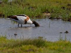 Zeeland / Tholen / Bergse sluis / 20120730